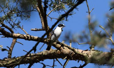 Halsbandsflugsnappare - Collared Flycatcher (Ficedula albicollis)