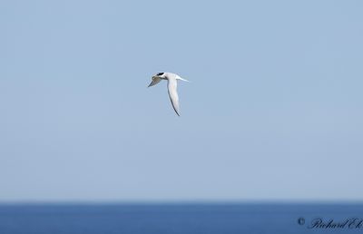 Småtärna - Little Tern (Sterna albifrons)