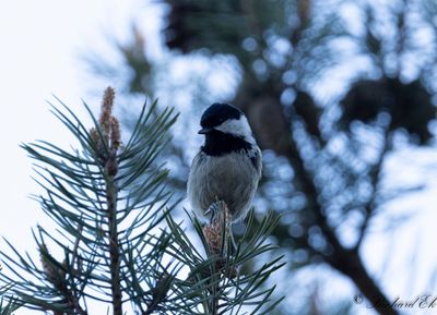 Svartmes - Coal Tit (Parus ater)
