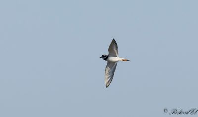 Större strandpipare - Common Ringed Plover (Charadrius hiaticula)
