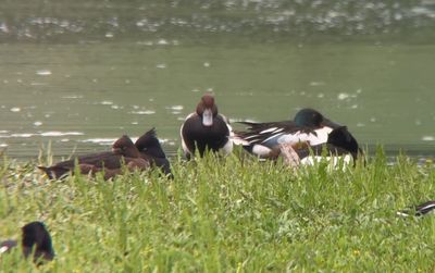 Rödhuvad dykand x vigg (Netta rufina x Aythya fuligula)