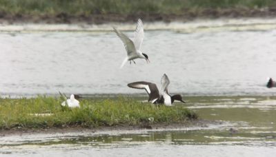 Rödhuvad dykand x vigg (Netta rufina x Aythya fuligula)