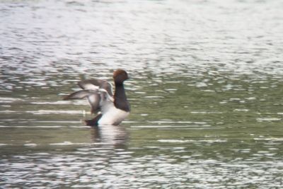 Rödhuvad dykand x vigg (Netta rufina x Aythya fuligula)