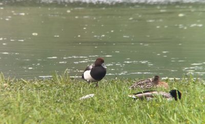Rödhuvad dykand x vigg (Netta rufina x Aythya fuligula)