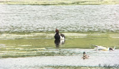 Rödhuvad dykand x vigg (Netta rufina x Aythya fuligula)