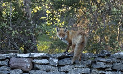 Rödräv - Red Fox (Vulpes vulpes)