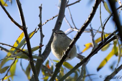 Bergtajgasångare - Hume's Leaf Warbler (Phylloscopus humei)