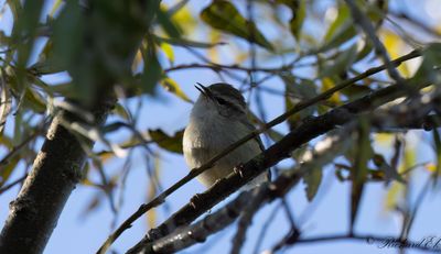 Bergtajgasångare - Hume's Leaf Warbler (Phylloscopus humei)
