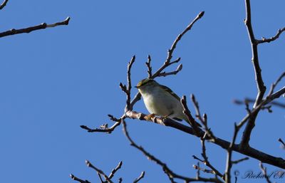 Kungsfågelsångare - Pallas' Warbler (Phylloscopus proregulus)