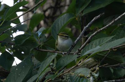 Kungsfågelsångare - Pallas' Warbler (Phylloscopus proregulus)