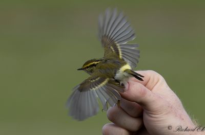 Kungsfågelsångare - Pallas' Warbler (Phylloscopus proregulus)