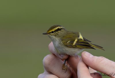 Kungsfågelsångare - Pallas' Warbler (Phylloscopus proregulus)