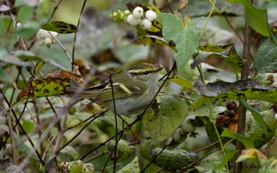 Kungsfågelsångare - Pallas' Warbler (Phylloscopus proregulus)