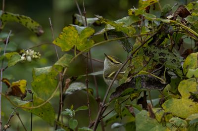 Kungsfågelsångare - Pallas' Warbler (Phylloscopus proregulus)
