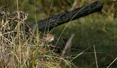 Brunsångare - Dusky Warbler (Phylloscopus fuscatus)