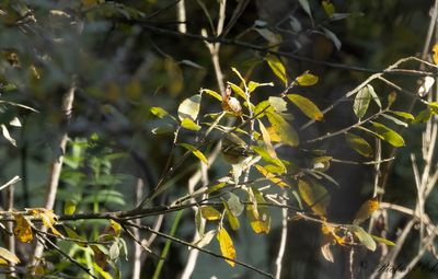 Tajgasångare - Yellow-browed Warbler (Phylloscopus inornatus)