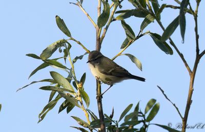 Bergtajgasångare - Hume's Leaf Warbler (Phylloscopus humei)