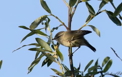 Bergtajgasångare - Hume's Leaf Warbler (Phylloscopus humei)