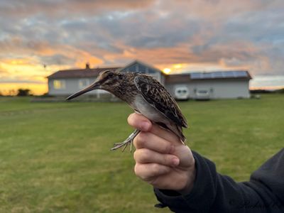 Dvärgbeckasin - Jack Snipe (Lymnocryptes minimus)