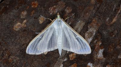 Vitt sydmott - Jasmine moth (Palpita vitrealis)