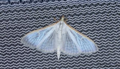 Vitt sydmott - Jasmine moth (Palpita vitrealis)
