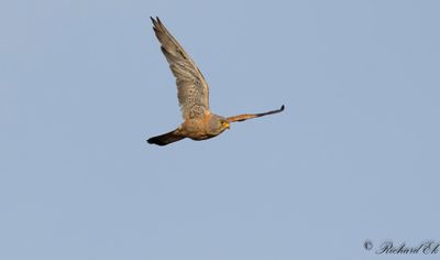 Rödfalk - Lesser Kestrel (Falco naumanni)