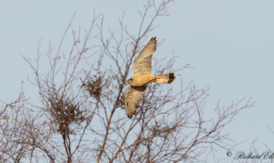Rödfalk - Lesser Kestrel (Falco naumanni)