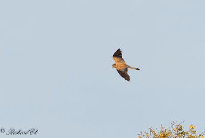 Rödfalk - Lesser Kestrel (Falco naumanni)
