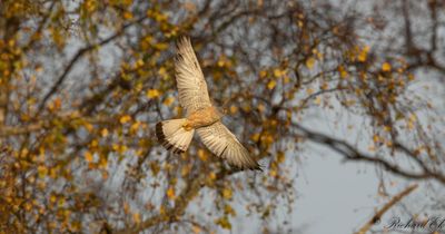 Rödfalk - Lesser Kestrel (Falco naumanni)