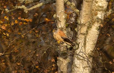 Rödfalk - Lesser Kestrel (Falco naumanni)