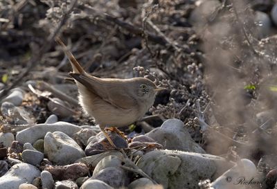 Ökensångare - Asian Desert Warbler (Sylvia nana)