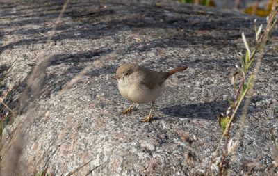 Ökensångare - Asian Desert Warbler (Sylvia nana)