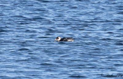 Lunnefågel - Atlantic Puffin (Fratercula arctica)