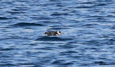 Lunnefågel - Atlantic Puffin (Fratercula arctica)