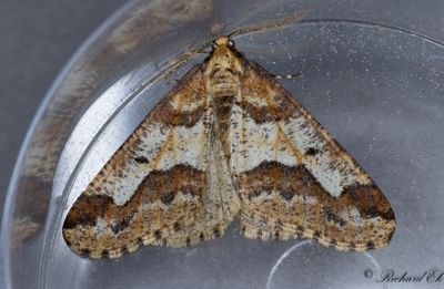 Lindmtare - Mottled Umber (Erannis defoliaria)