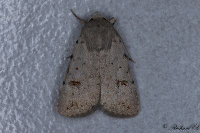 Mrkringat lvfly - Clancy's Rustic (Caradrina kadenii)