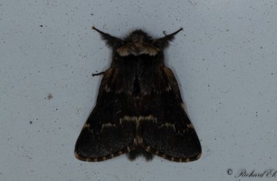 Poppelspinnare - December Moth (Poecilocampa populi)