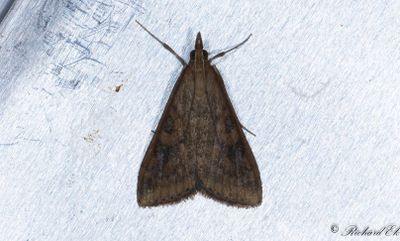 Vandrarängsmott - Rusty Dot Pearl (Udea ferrugalis)
