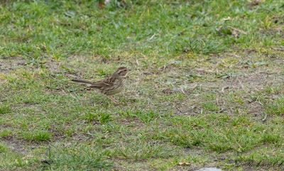 Gråhuvad sparv - Black-faced Bunting (Emberiza spodocephala)