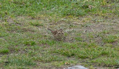 Gråhuvad sparv - Black-faced Bunting (Emberiza spodocephala)