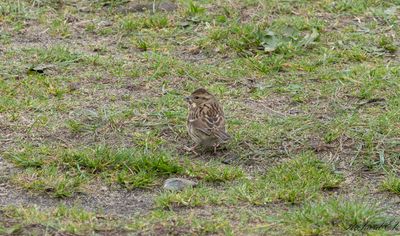 Gråhuvad sparv - Black-faced Bunting (Emberiza spodocephala)