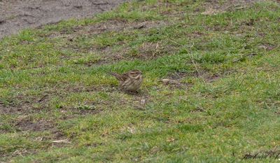 Gråhuvad sparv - Black-faced Bunting (Emberiza spodocephala)