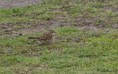 Gråhuvad sparv - Black-faced Bunting (Emberiza spodocephala)