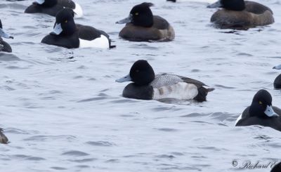 Mindre bergand - Lesser Scaup (Aythya affinis)