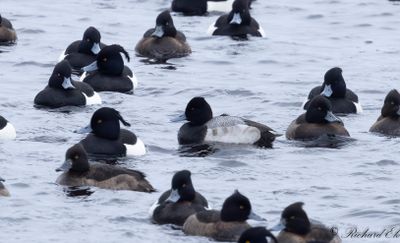 Mindre bergand - Lesser Scaup (Aythya affinis)