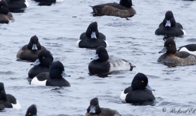 Mindre bergand - Lesser Scaup (Aythya affinis)