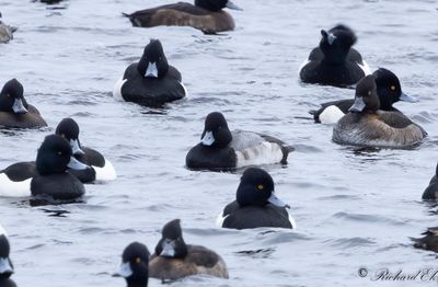 Mindre bergand - Lesser Scaup (Aythya affinis)