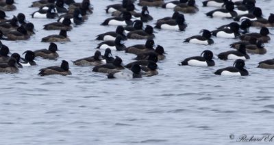 Mindre bergand - Lesser Scaup (Aythya affinis)