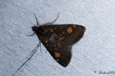 Guldljusmott (Pyrausta aurata)
