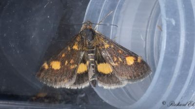 Guldljusmott (Pyrausta aurata)
